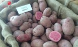 情人节  加拿大农业部推出粉红马铃薯