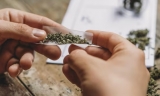 加拿大四分三大麻使用者从合法渠道购买大麻