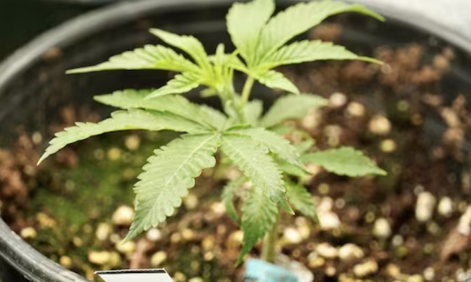 魁北克省政府有权禁止家庭种植大麻