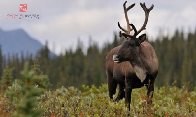 加拿大900多种野生动物中一半种群数量在减少