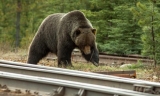 铁路线设置预警器以减少火车与熊相撞