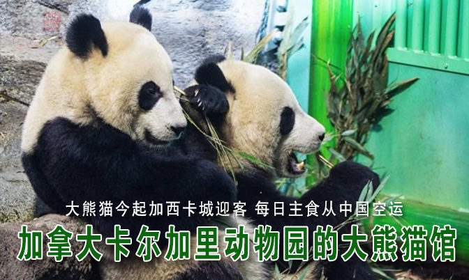 大熊猫今起加西卡城迎客 每日主食从中国空运