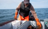 加拿大活龙虾出口商应对中国海关的新规定