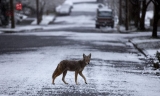 为节省开支 纽芬兰省修订野生动物狩猎规定