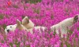 加拿大花丛北极熊是2015年最佳摄影