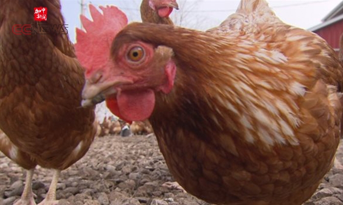 加拿大人认为走地鸡产下的鸡蛋营养更高