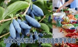 加拿大长寿浆果：蓝靛果不靠颜值靠营养