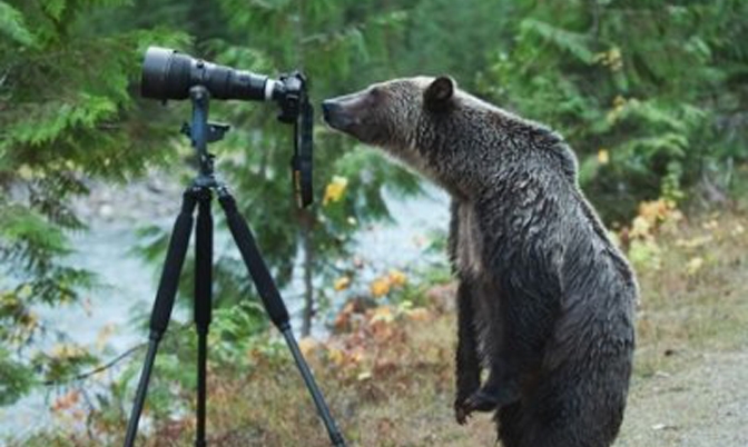 灰熊摄影师
