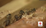 纽芬兰：世界屈指可数的未受污染的蜜蜂天堂