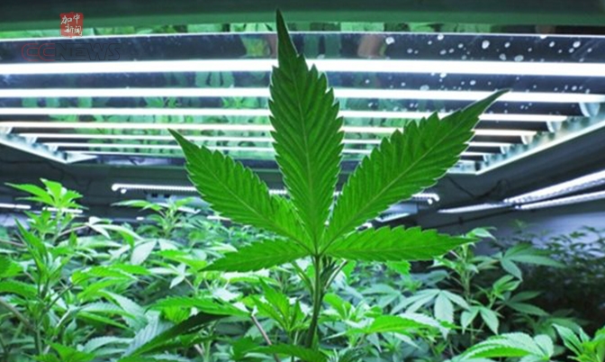 加拿大联邦政府要对大麻种植商征税
