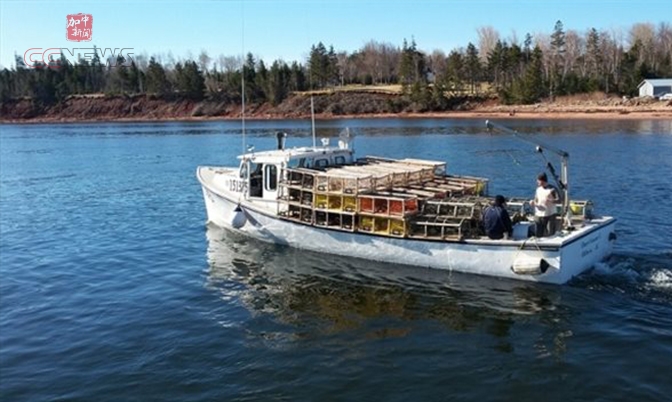 加拿大东海岸捕捞龙虾季节开始