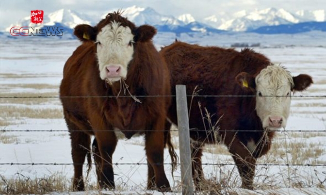 韩国解除对加拿大牛肉的进口禁令