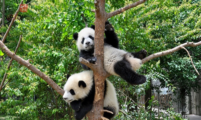 中国三省携手 征集大熊猫公园形象标识