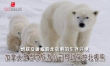 加拿大丘吉尔旅游公司帮助保护北极熊