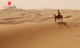 谷歌街景用骆驼拍摄阿拉伯沙漠