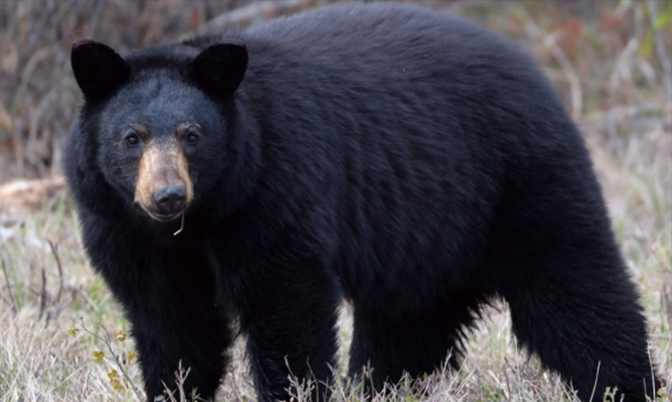 BC 省本拿比附近有两人遭黑熊袭击