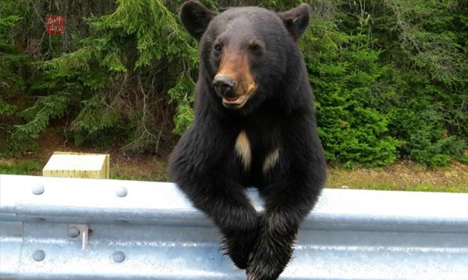 加拿大BC省：人与熊相遇的事件大增